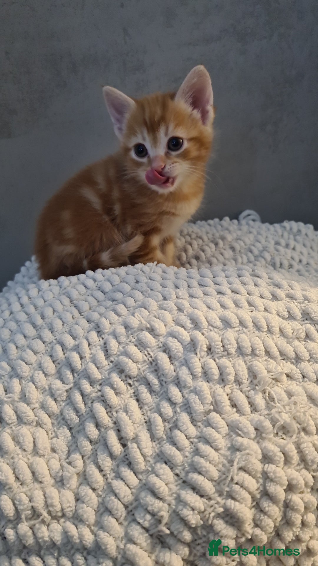 Mixed Breed cats for sale: Beautiful fluffy kittens available to reserve!  - Image 3