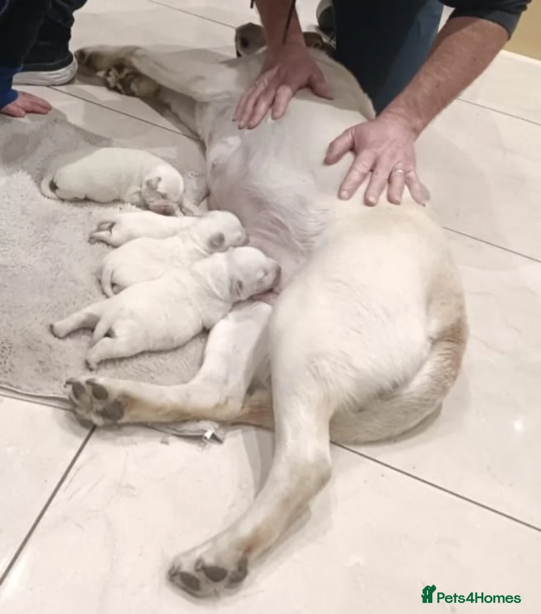 Labrador Retriever dogs for sale: Beautiful Labrador puppies  in Kilmarnock - Advert 4