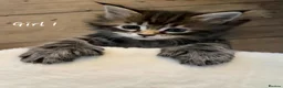 Maine Coon cats for sale: MAINECOON KITTENS  in Stockton-on-Tees - Advert 8