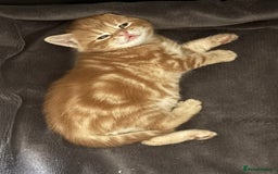 Domestic Shorthair cats for sale: Three Male kittens 🐱  - Image 4