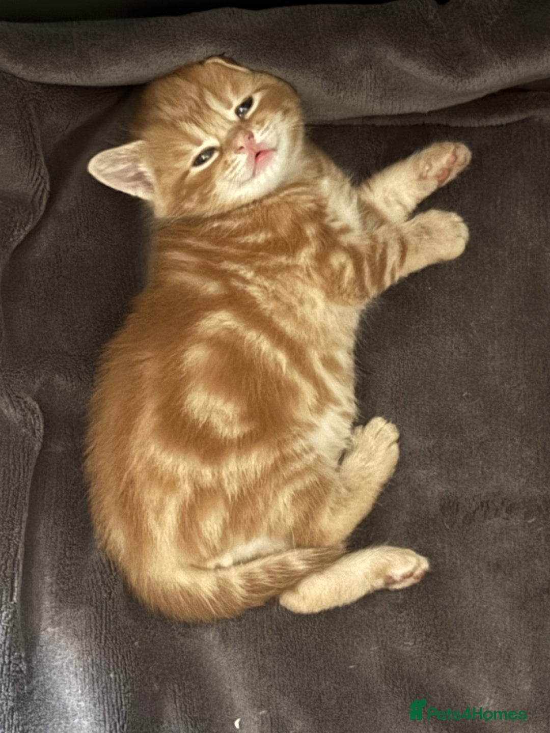 Domestic Shorthair cats for sale: Three Male kittens 🐱  - Image 4