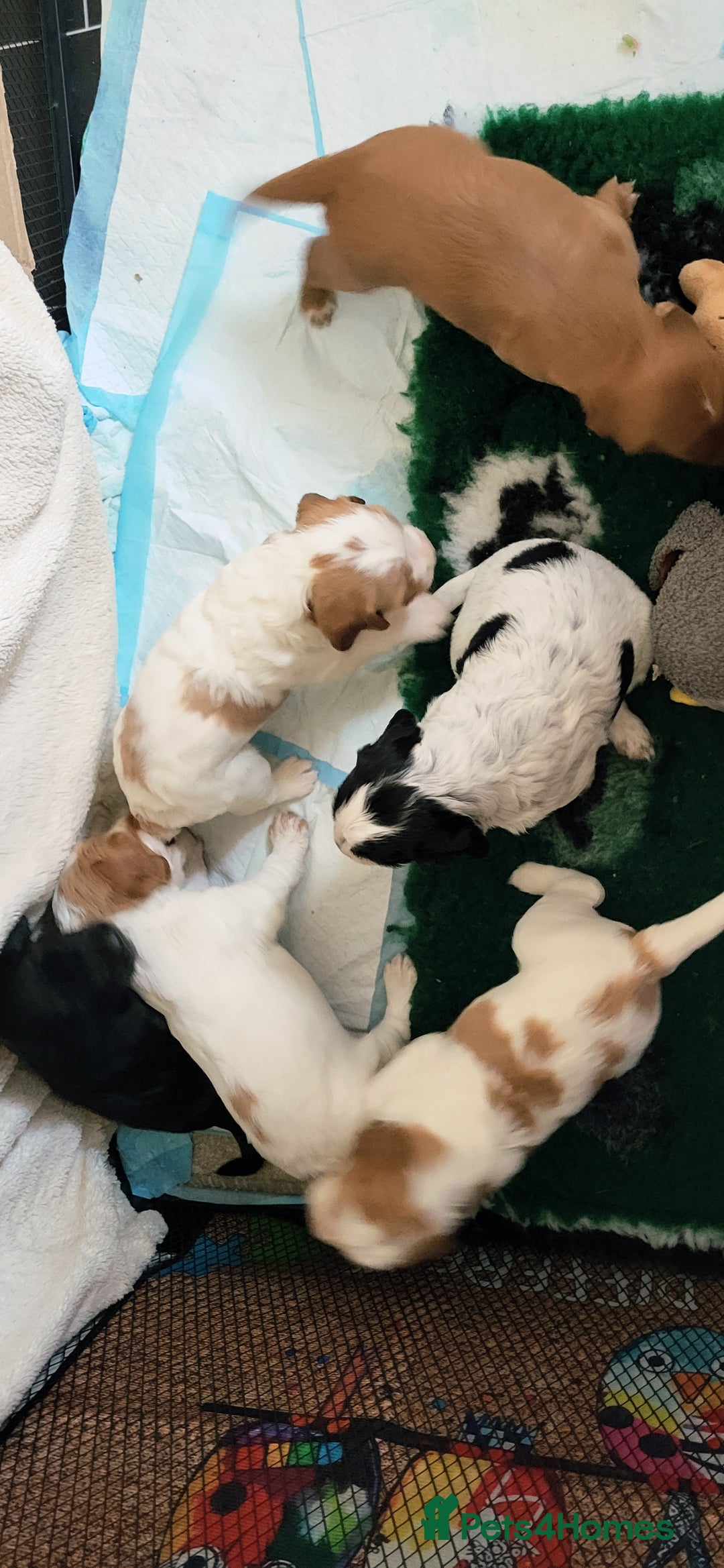 Cocker Spaniel dogs for sale: Health tested stunning litter of 6 - Image 14