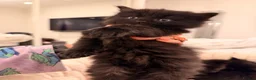 Mixed Breed cats for sale: ✨🐾 1 Boy Left! - Adorable Fluffy Black Kittens! - Advert 12