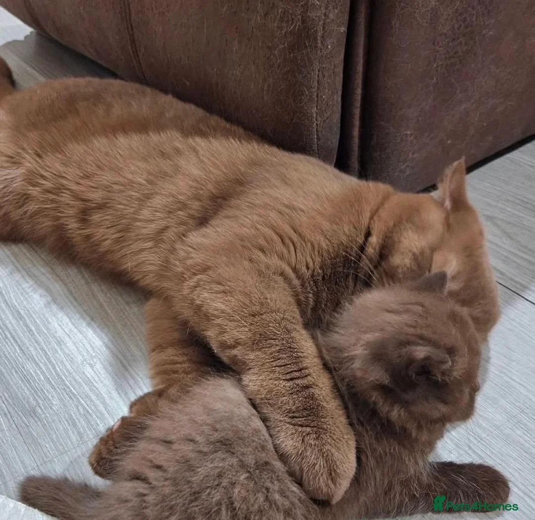 British Shorthair cats for sale: Luxury cinnamon/brown British longhair kitten - Advert 12