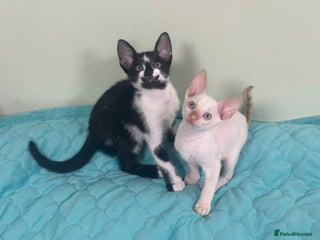 Mixed Breed cats ✨Cornish Rex Kittens Ready for New Homes Now✨ - Advert 6
