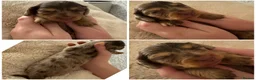 Miniature Dachshund dogs for sale: 3 Long hair mini dachshund puppies - Advert 12
