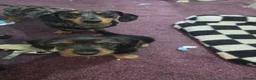 Mixed Breed dogs for sale: 1x Female dorkie (3 months old) - Advert 4
