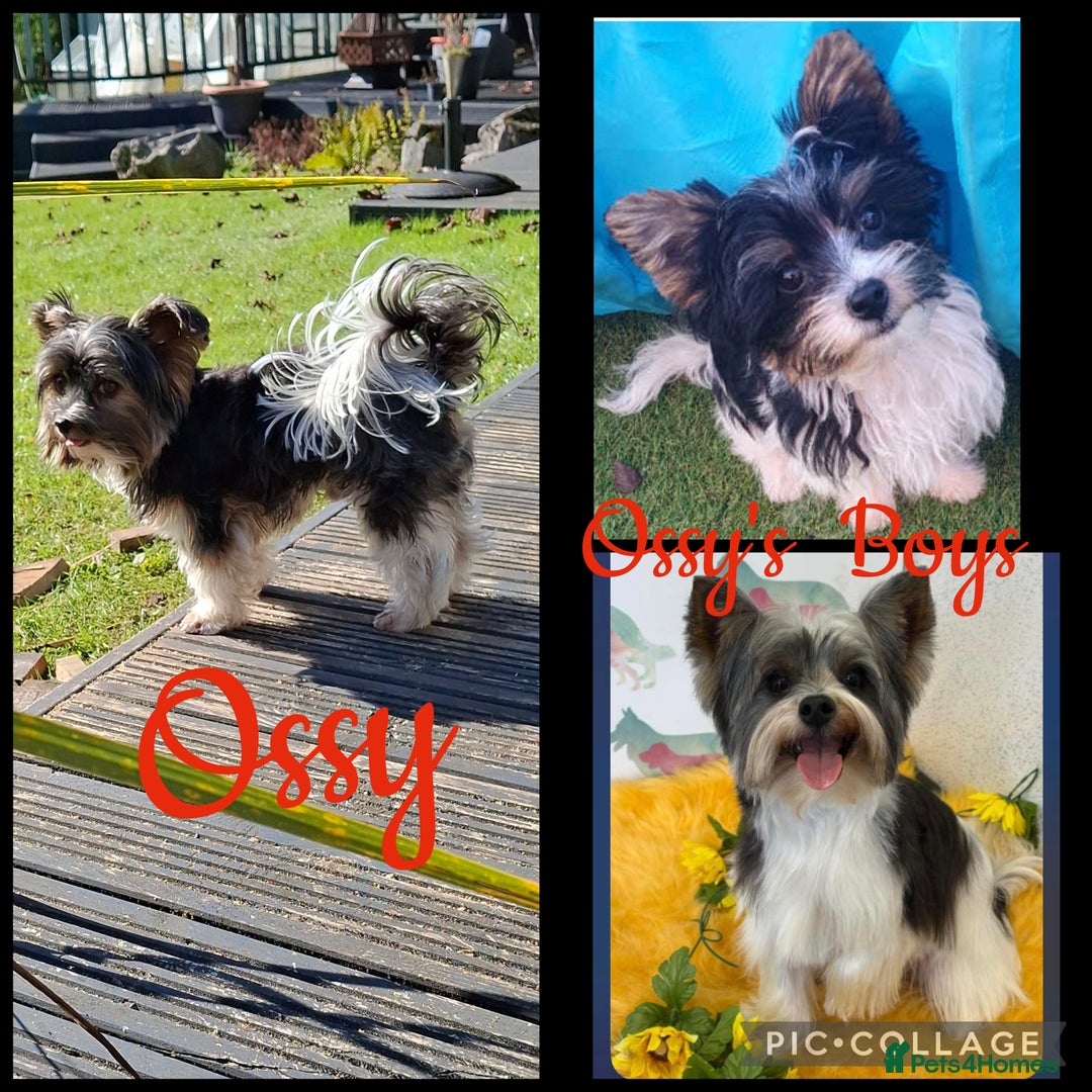 Biewer Terrier dogs for stud: Purebred Pedigree Biewer Terrier Stud in Merthyr Tydfil - Image 31