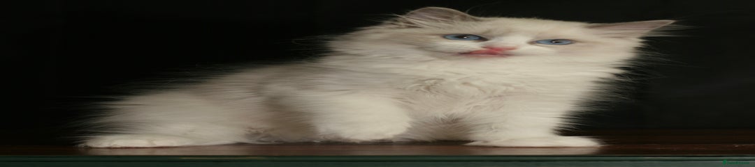 Dewey