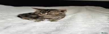 Mixed Breed Kitten 5