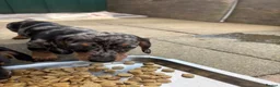 Dachshund dogs for sale: Absolutely gorgeous litter of 5 dachshund puppies - Advert 16