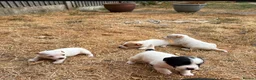 Jack Russell dogs for sale: 3 boys 1 girl jack Russell puppy’s  in Heanor - Advert 9