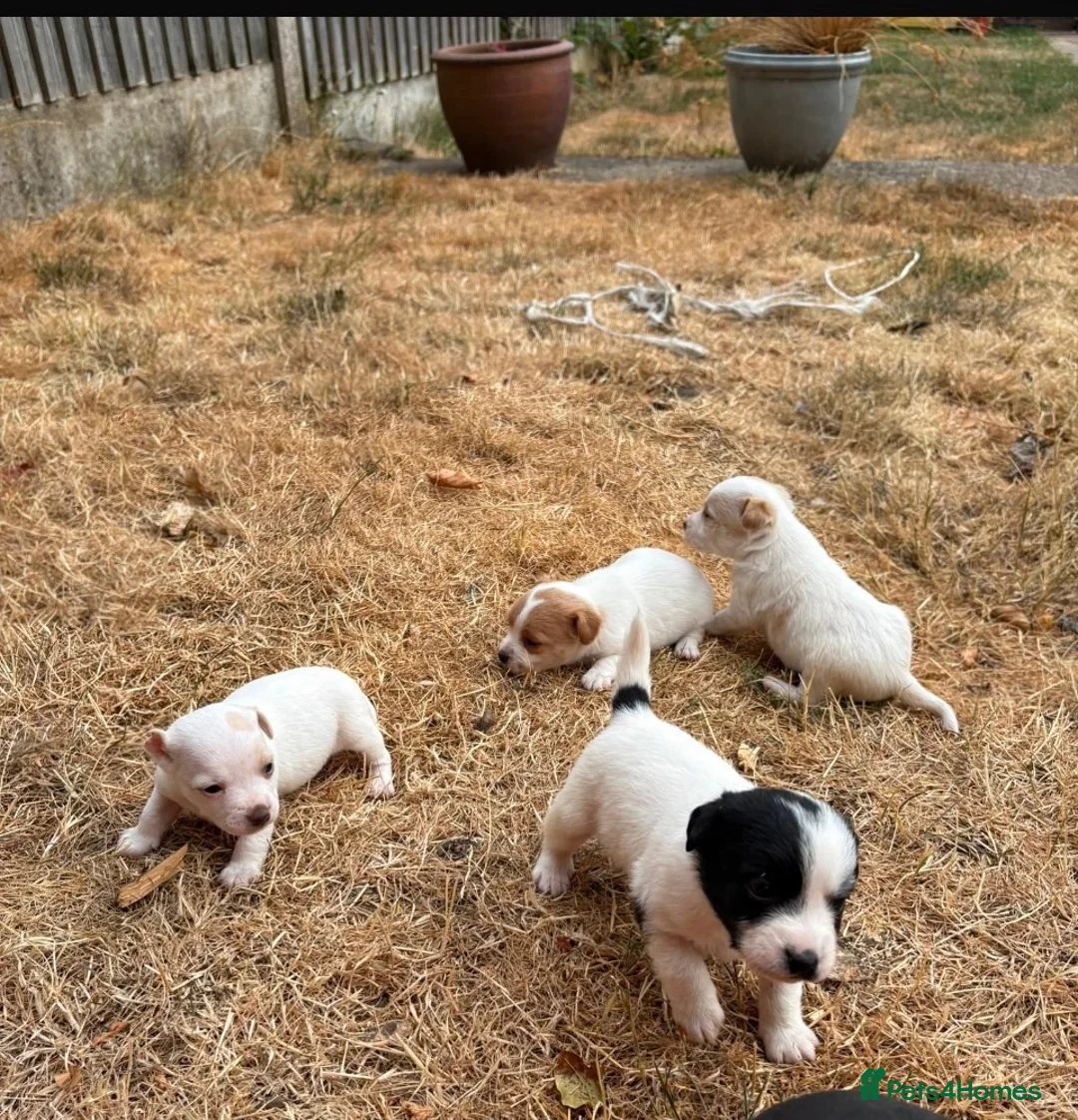 Jack Russell dogs for sale: 3 boys 1 girl jack Russell puppy’s  in Heanor - Advert 9