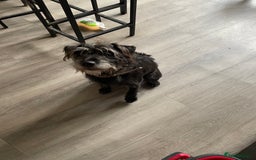 Mixed Breed dogs for sale: LakelandxPatterdale Male  - Image 1