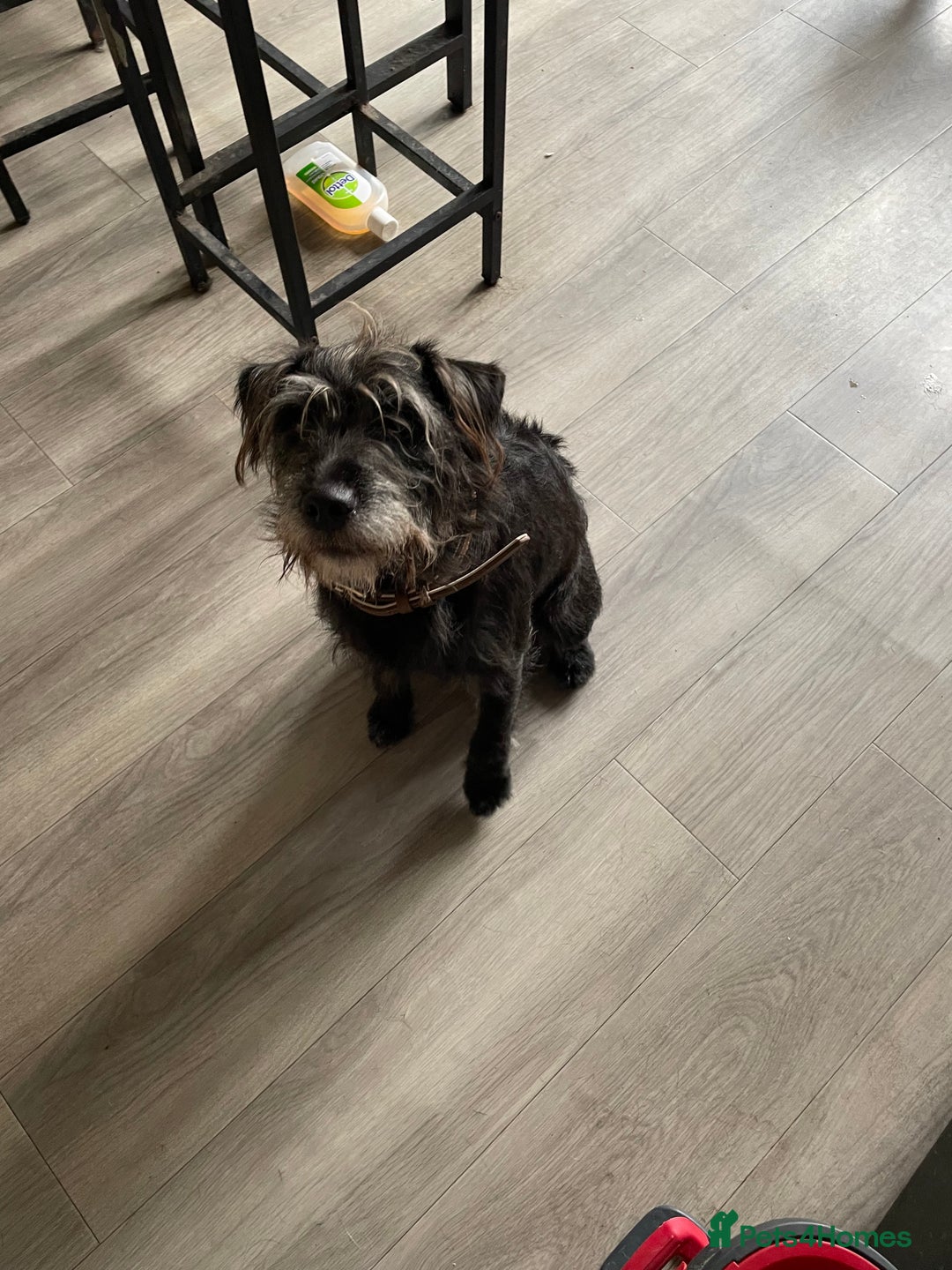Mixed Breed dogs for sale: LakelandxPatterdale Male  - Image 1