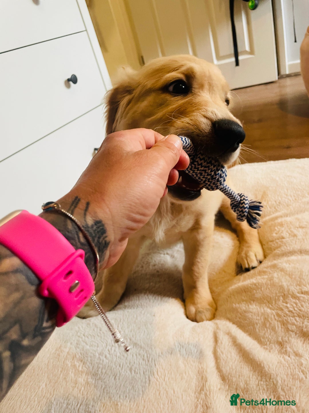 Golden Retriever dogs for sale: Golden retriever KC ❤️ - Image 3