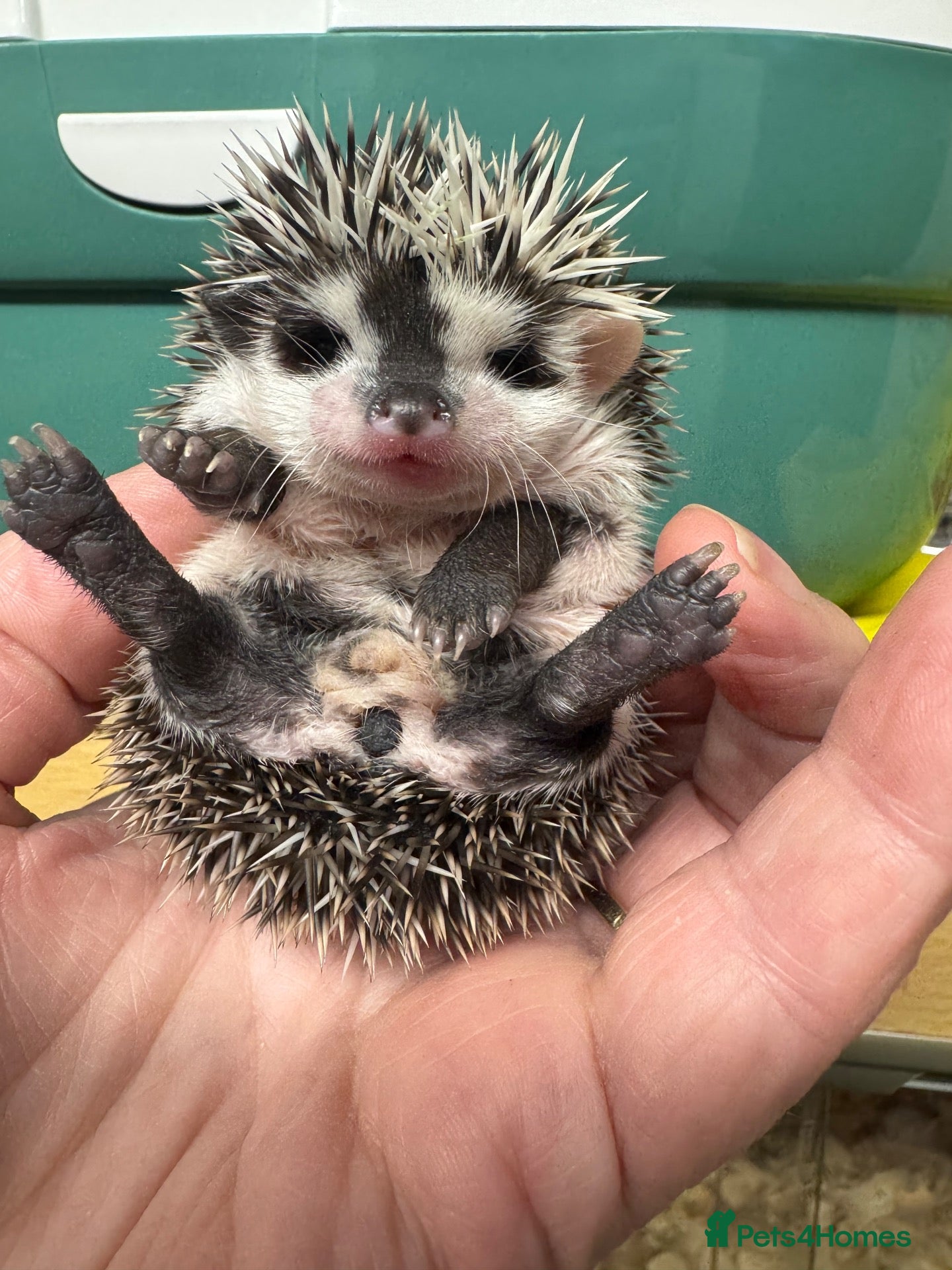 Pygmy Hedgehog rodents Baby hoglets mixed colours/ mask types -READY  - Advert 2