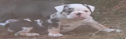 English Bulldog dogs for sale: HEALTH TESTED NEBBR REG OLDE ENGLISH BULLDOG PUPS - Advert 7