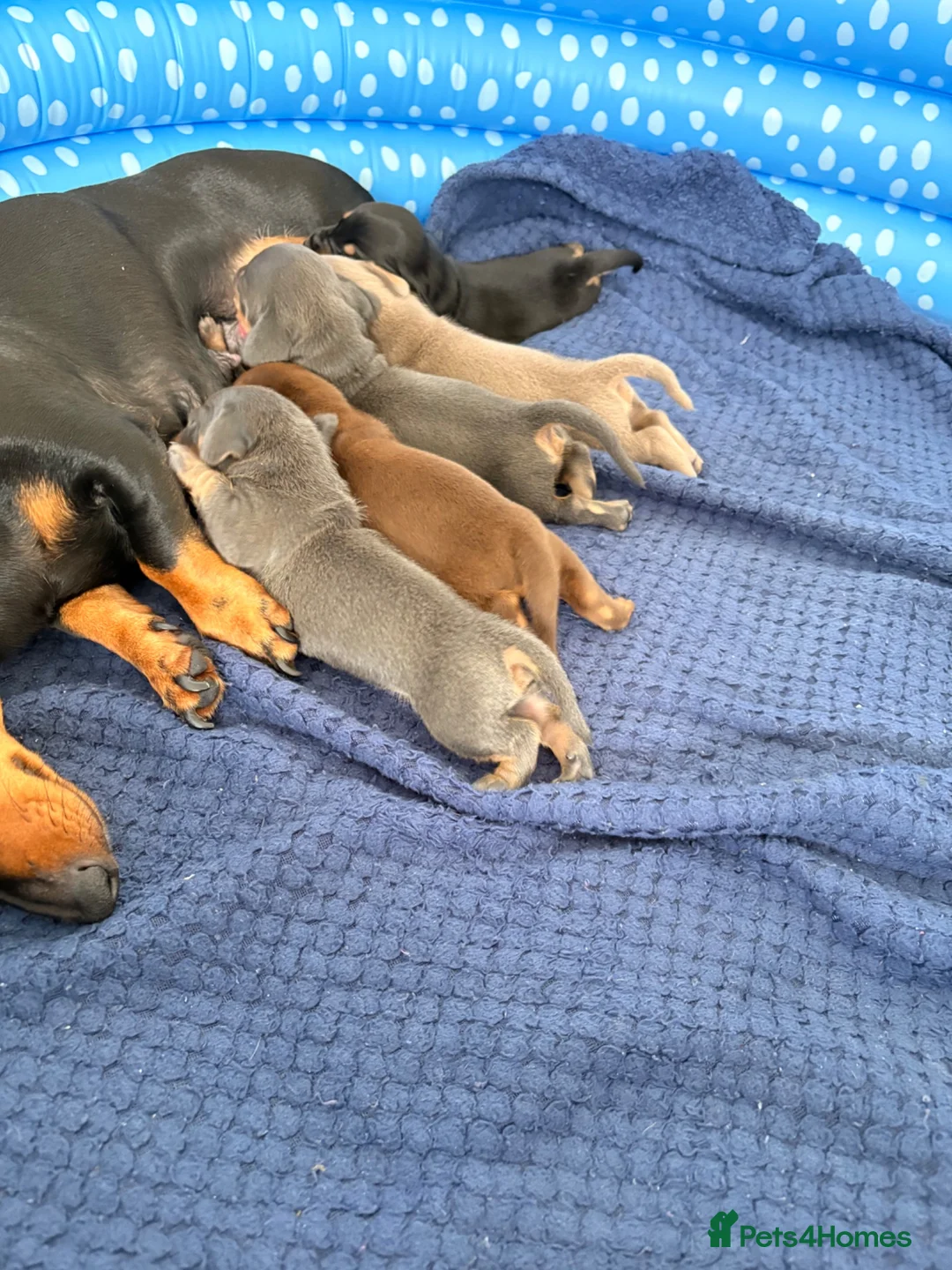 Miniature Dachshund dogs for sale: 2 blue male miniature dachshunds - Advert 2