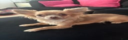Chihuahua dogs for sale: Female Chihuahua looking for her forever home  - Advert 1