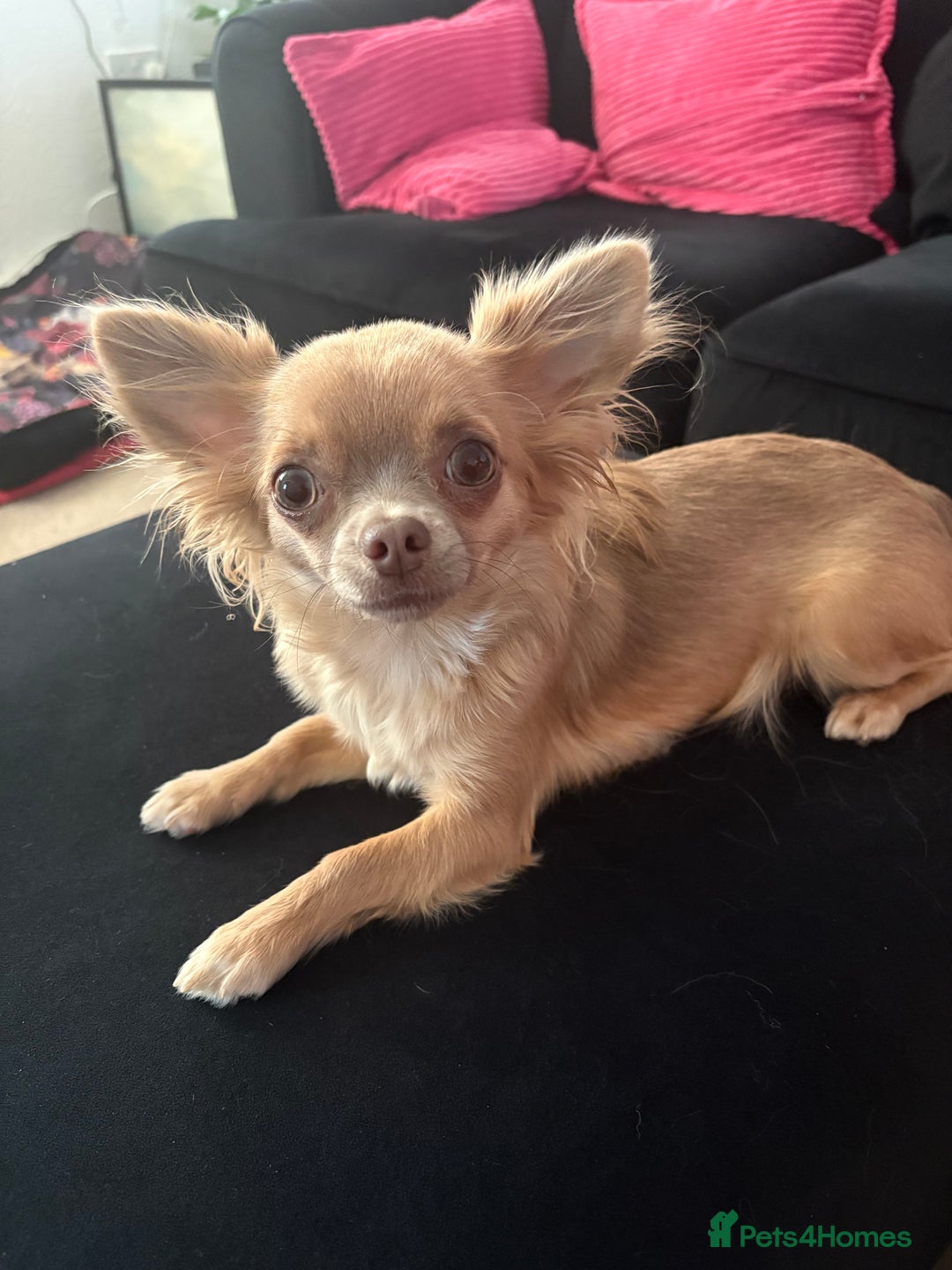 Chihuahua dogs for sale: Female Chihuahua looking for her forever home  - Advert 1