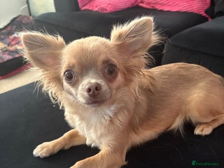 Chihuahua dogs Female Chihuahua looking for her forever home - Advert 1