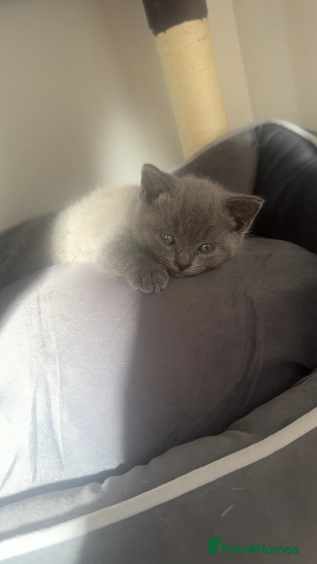 British Shorthair cats for sale: British blue boy for sale ♥️ - Advert 5