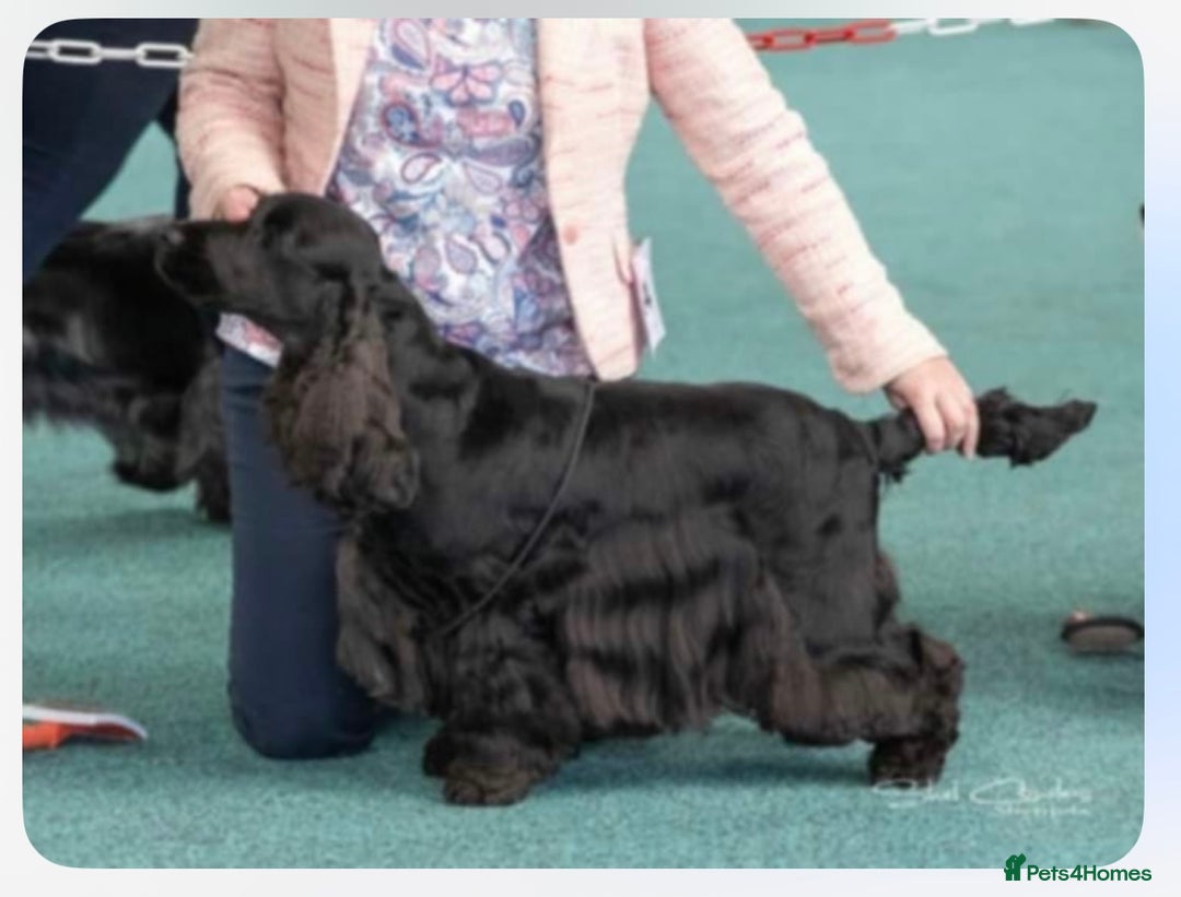 Cocker Spaniel dogs for sale: Beautiful show type cocker spaniels  - Image 6
