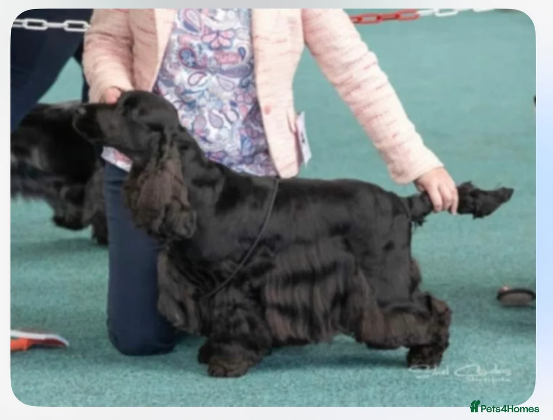 Cocker Spaniel dogs for sale: show type female!!!  - Advert 10