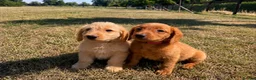 Labradoodle dogs for sale: F1 Miniature Labradoodle puppies  - Advert 1