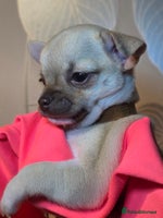 Chihuahua dogs CHIHUAHUA PUPPY - Advert 11