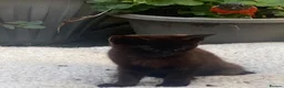 Mixed Breed cats for sale: Black male kitten  - Advert 4