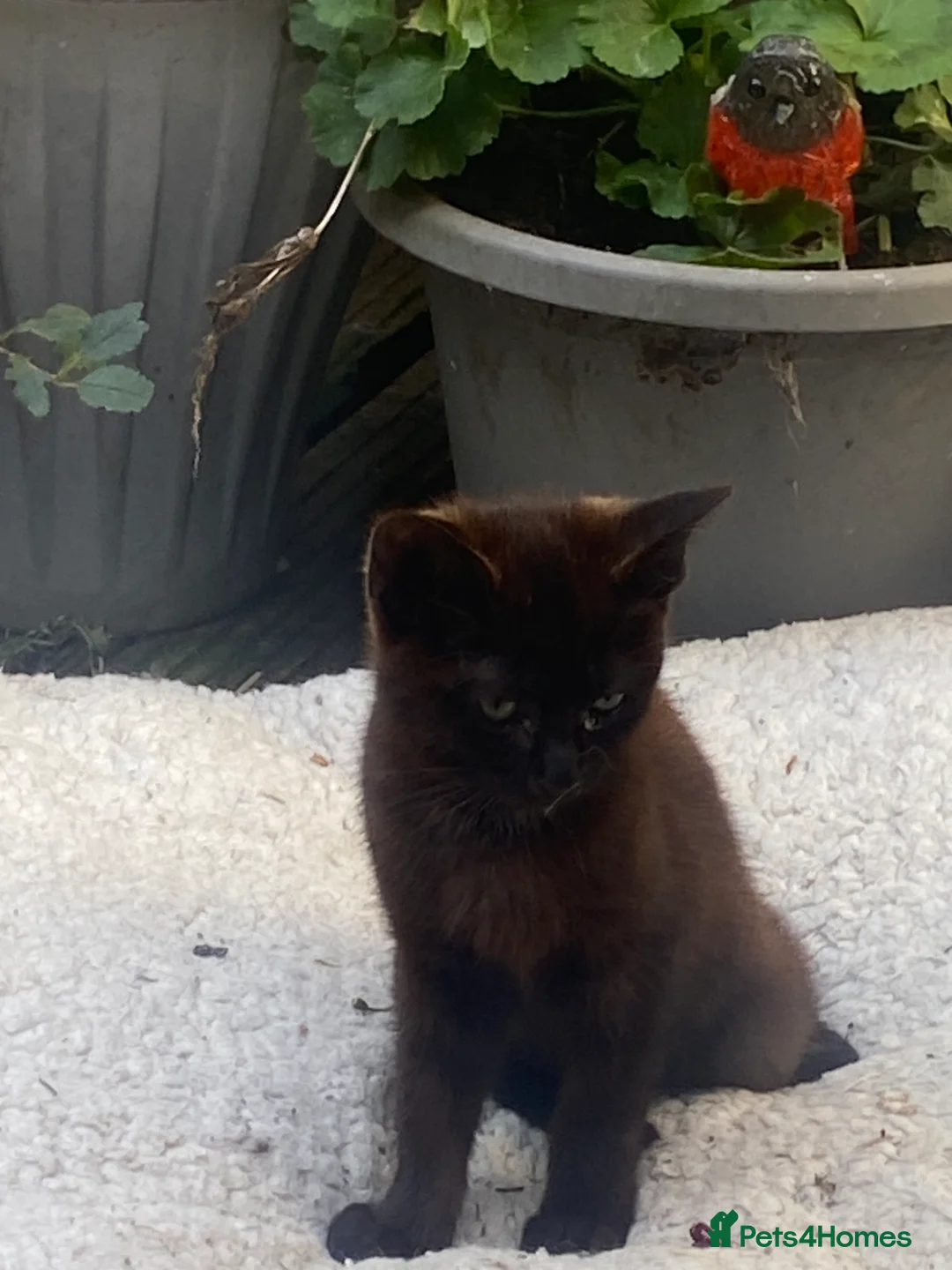 Mixed Breed cats for sale: Black male kitten  - Advert 4
