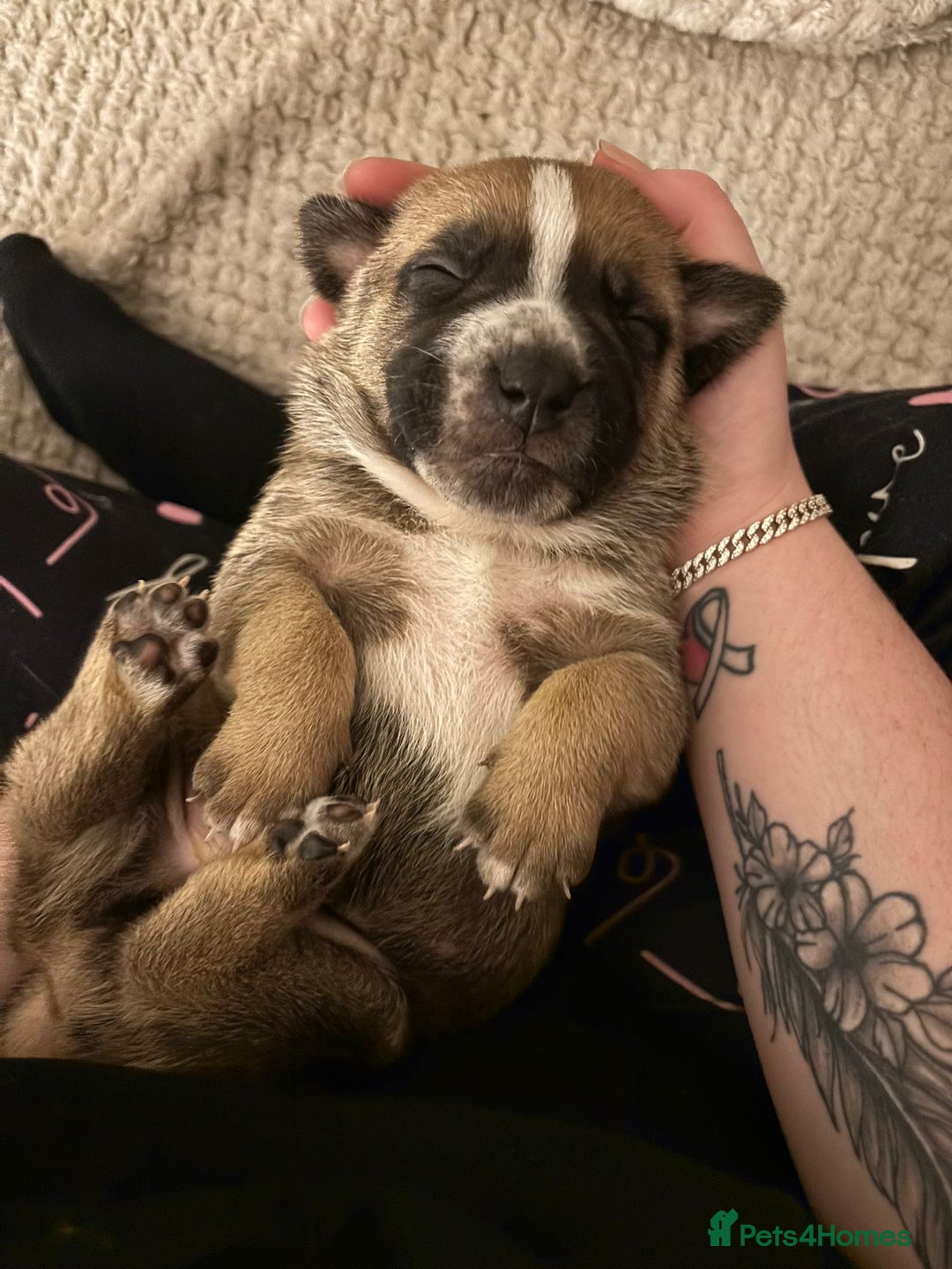 Mixed Breed dogs for sale: Puppies for sale  - Advert 4