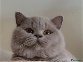 British Shorthair cats - Advert 4