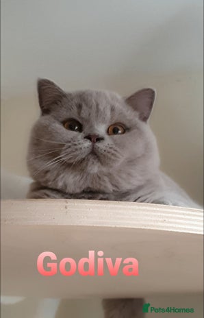 British Shorthair cats - Advert 4