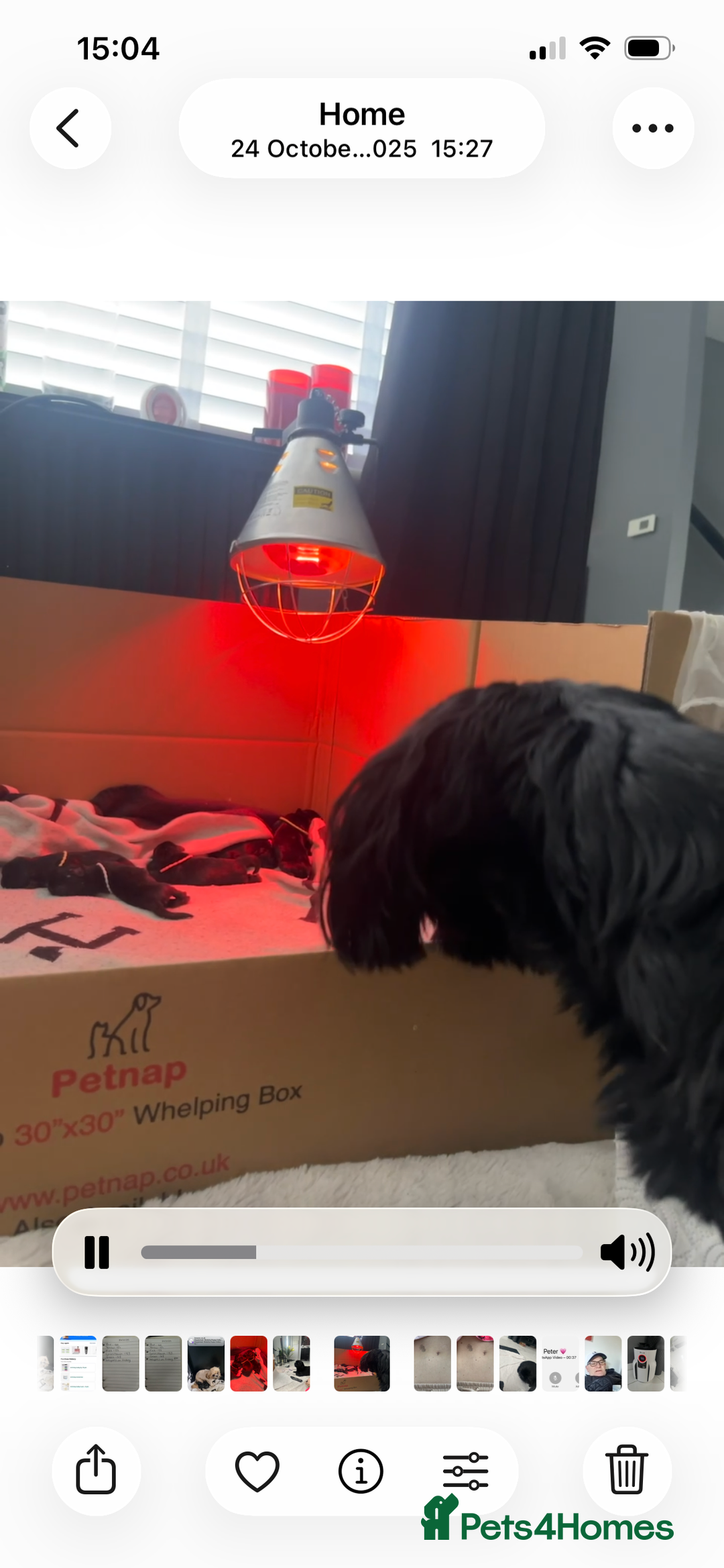 Shih Tzu dogs for sale: Rare solid black imperial Shih Tzu  - Advert 10