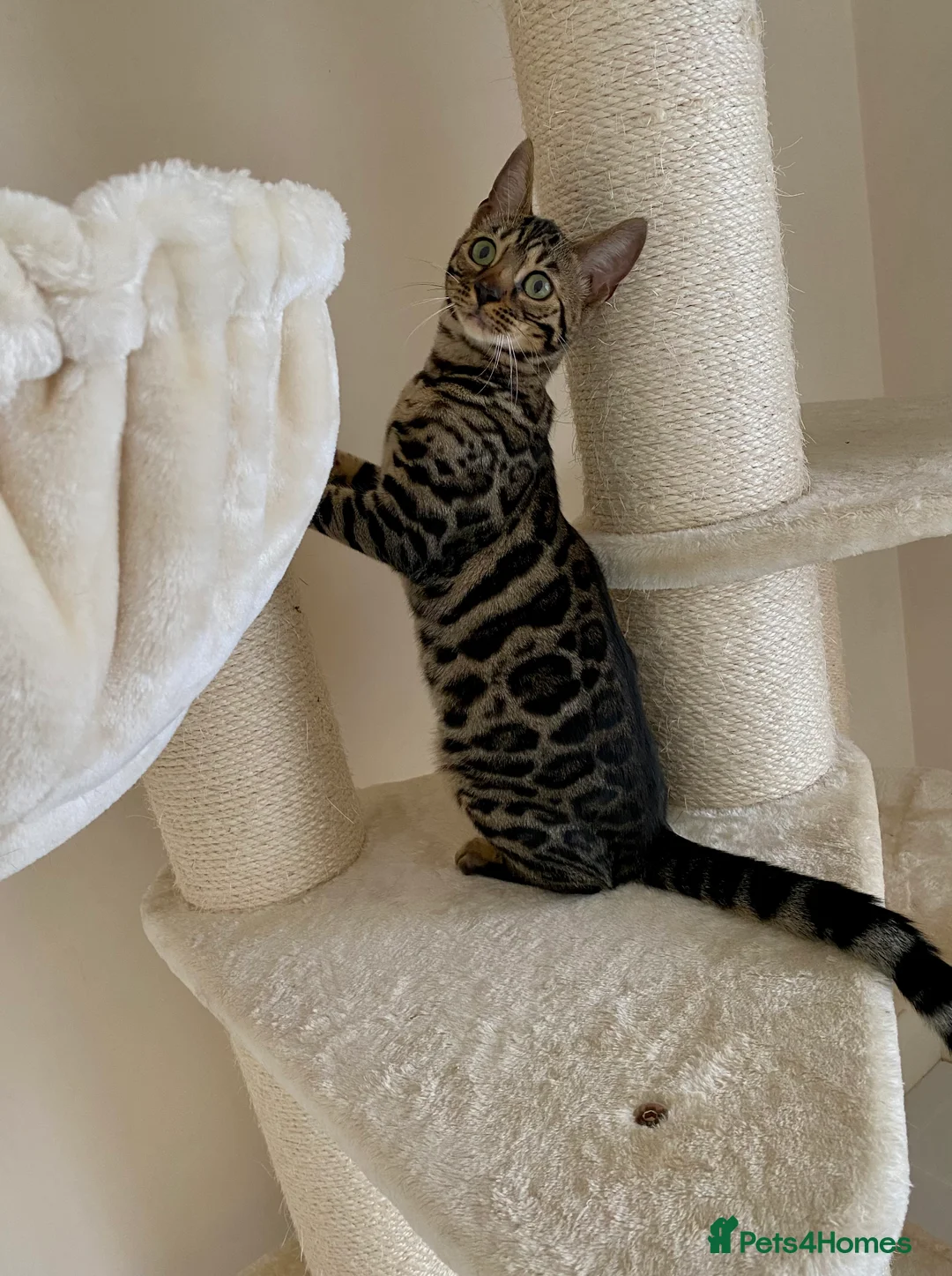 Bengal cats for sale: Special Bengal Queen Nala  in Andover - Advert 3