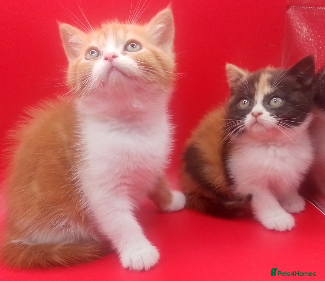 British Shorthair cats for sale: Beautiful  British Shorthair  - Advert 8