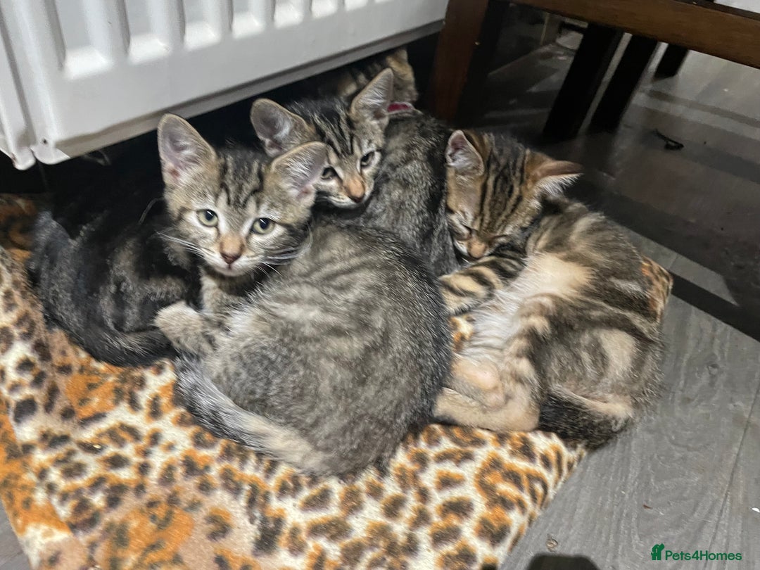 Mixed Breed cats for sale: 4 stunning tabby kittens - Image 1