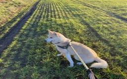 Siberian Husky dogs for stud: Siberian Husky for Stud in Wrexham - Image 5