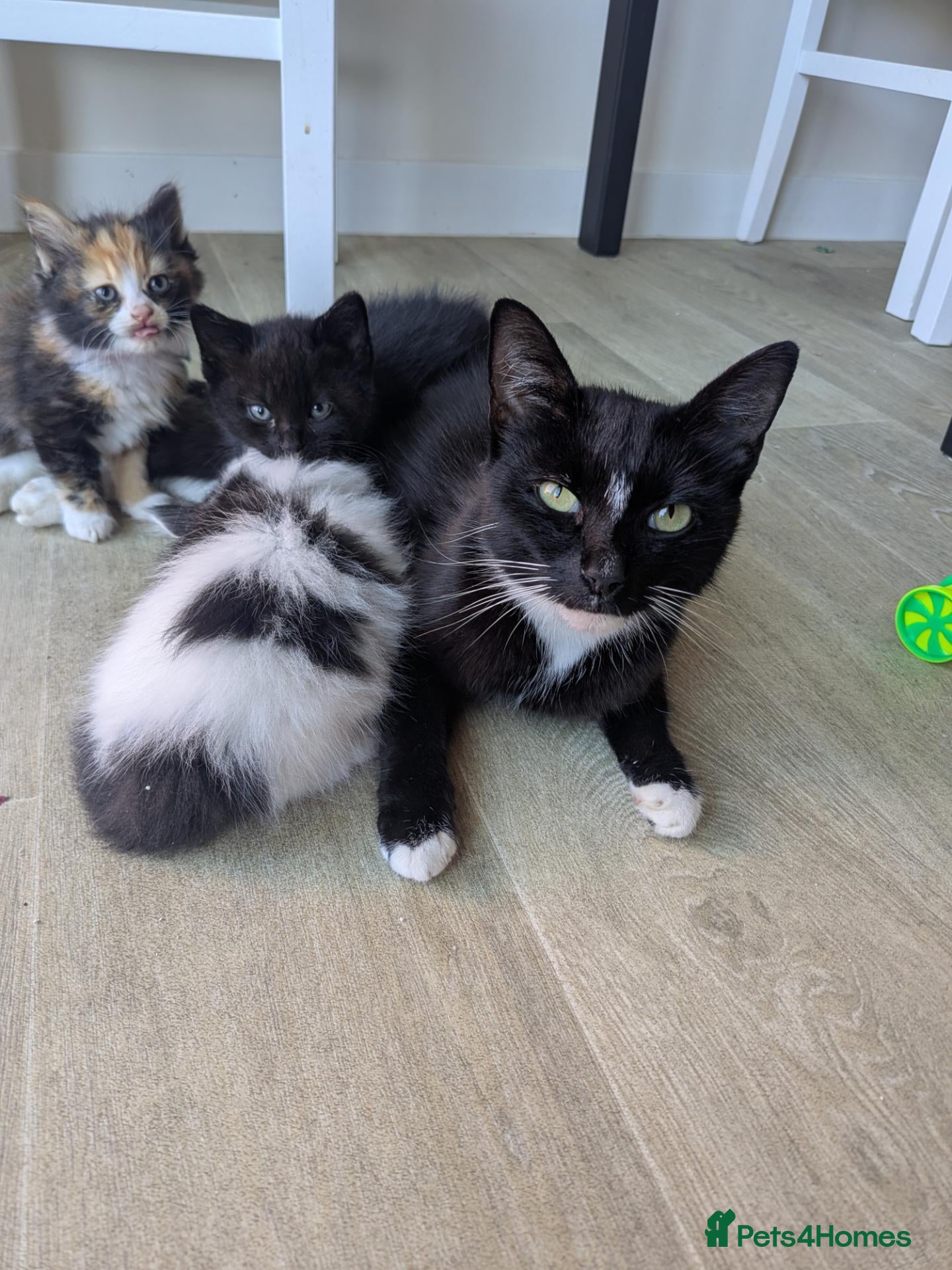 Mixed Breed cats 6 Beautiful, Happy & Healthy Kittens - Advert 1