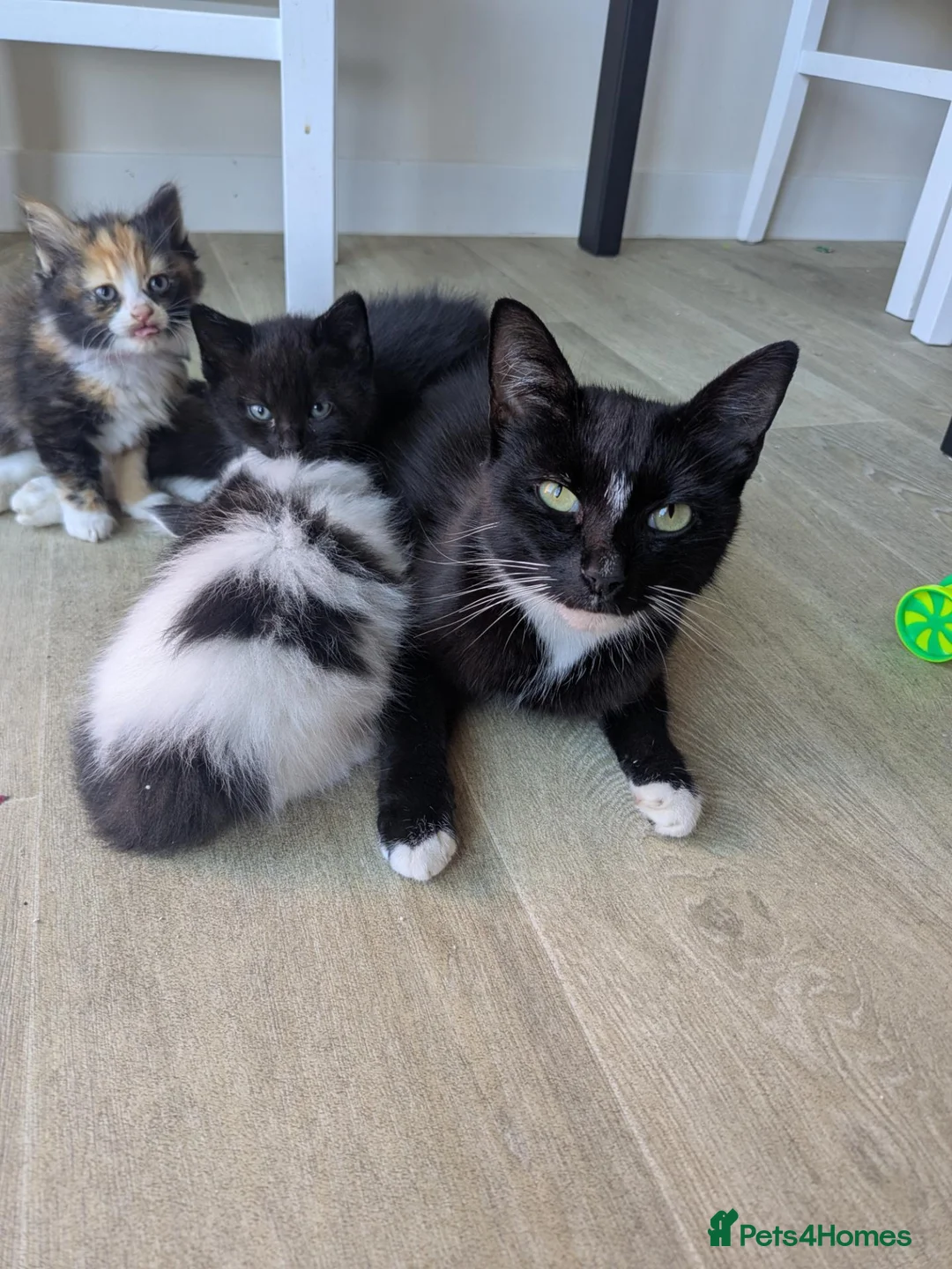 Mixed Breed cats for sale: 6 Beautiful, Happy & Healthy Kittens in Stoke-on-Trent - Advert 1