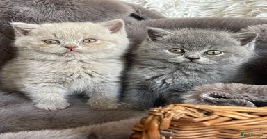 British Shorthair cats - Advert 16