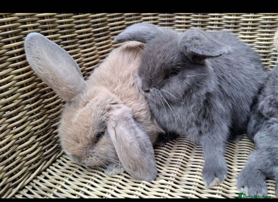 Mini Lop rabbits for sale: Baby mini lops ready to be reserved  - Image 9