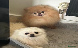 Pomeranian dogs for sale: 3 tiny girls ready now*price reduced £2000 - Advert 6