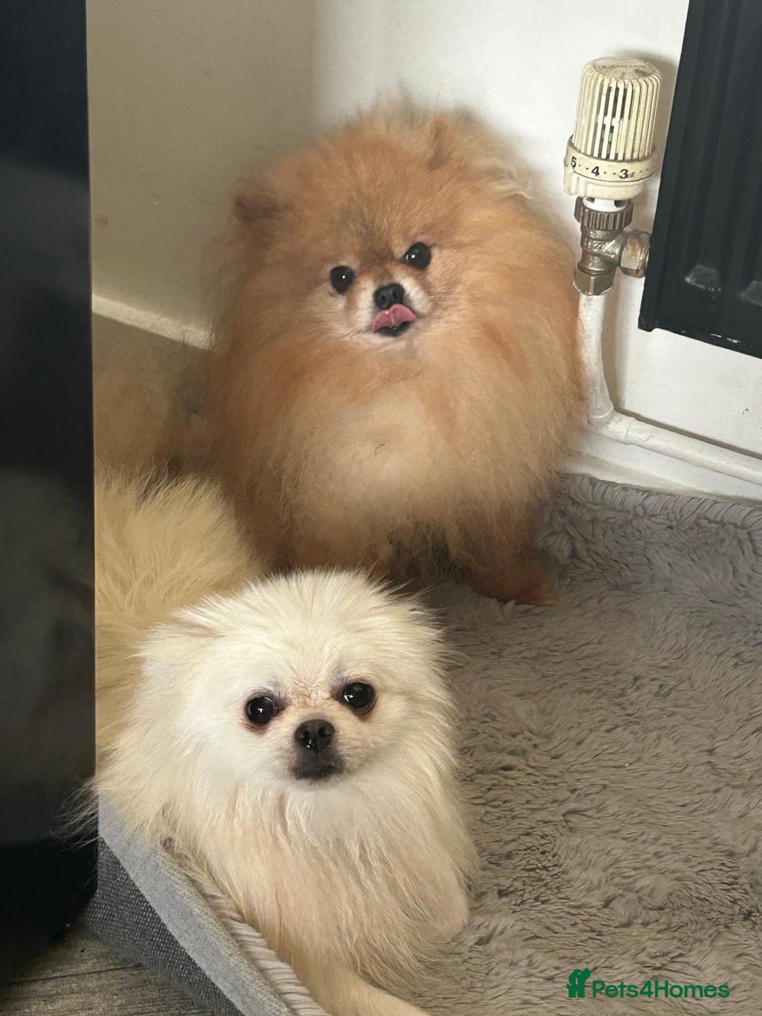 Pomeranian dogs for sale: 3 tiny girls ready now*price reduced £2000 - Advert 6