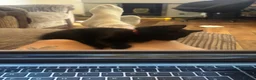 Mixed Breed cats for sale: 3 male kittens  - Advert 4
