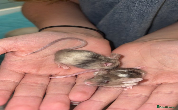 Mouse rodents in Honiton - Advert 2