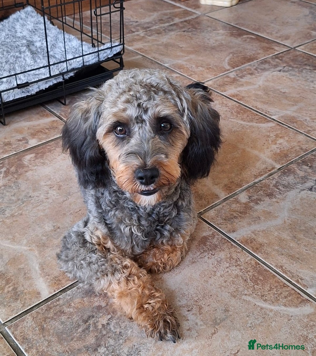 Miniature Poodle dogs for stud: KC phantom miniature poodle stud health tested in Thetford - Image 34